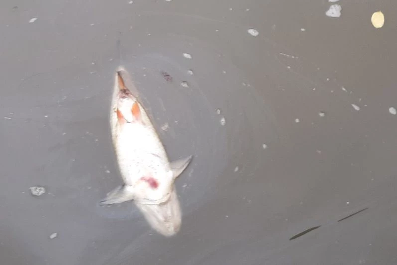 Śnięte ryby na granicznym odcinku rzeki Odry